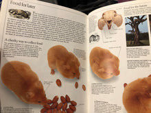 Load image into Gallery viewer, Collins Eyewitness Guides - Mammals