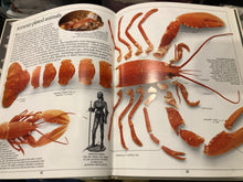 Load image into Gallery viewer, Collins Eyewitness Guides - Shells