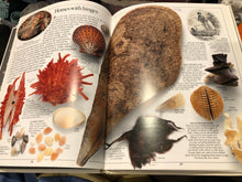 Load image into Gallery viewer, Collins Eyewitness Guides - Shells